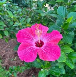 Meet your Posher, Carmona gonzalez